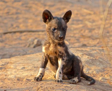 Wild Dog Puppy Protocol In Madikwe Africa Geographic