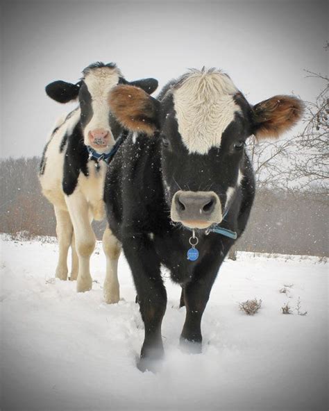 Snow Cows I Love Cows Such Beautiful Animals Cow Fluffy Cows Cow
