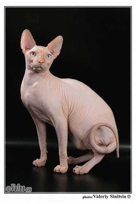 Sphynx colors include white, black, blue, red, cream, chocolate, lavender, cinnamon and fawn, plus the hairless cats were often referred to as sphynx cats, an homage to the egyptian cat sculpture. Sphynx Cat Photos