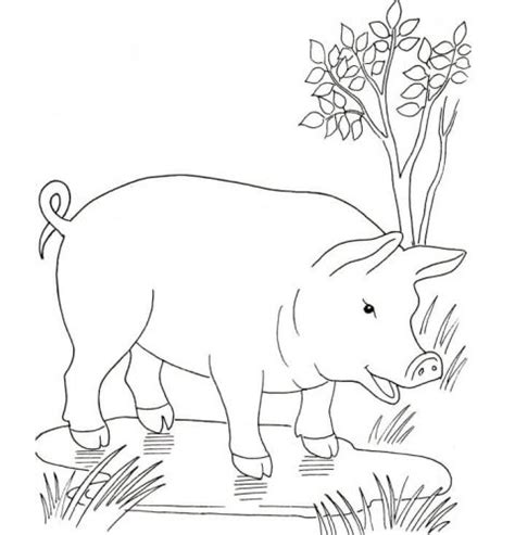 Desenhos De Porcos Para Imprimir E Colorir 19 Fichas E Atividades