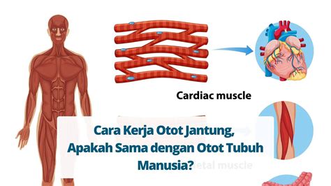 Memahami Cara Kerja Otot Jantung Primaya Hospital