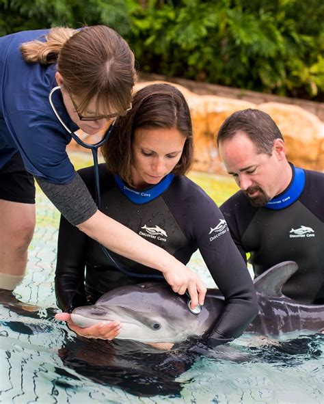 Discoverycove Vet Staff Dolphin The Disney Blog
