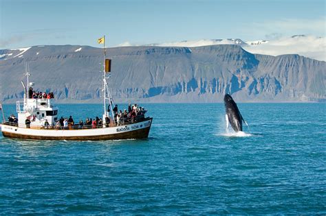 Whale Watching Iceland Holidays Discover The World
