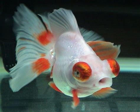 The two known species are within the genus gigantura. 49 best ideas about Butterfly goldfish on Pinterest | Red ...