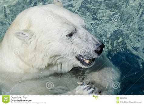 Polar Bear Stock Photo Image Of Teeth Fish Paws Polar 33528304