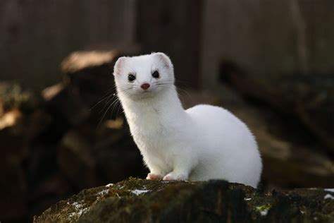 Stoats Da For The Day Nature Animals Animals And Pets Baby