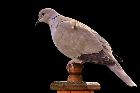 4000 Free Doves And Nature Images Pixabay