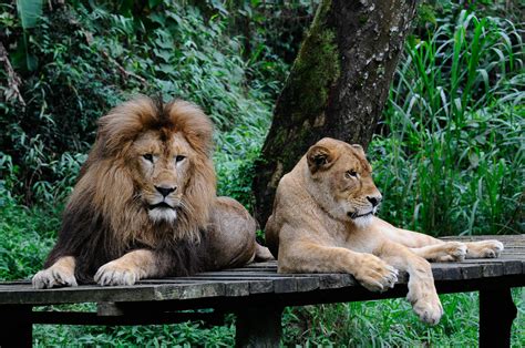 Taman Safari Terluas Di Asia Tenggara Ada Di Indonesia