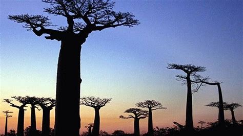 Ancient Baobab Trees In Madagascar Baobab Tree Baobab Natural Wonders
