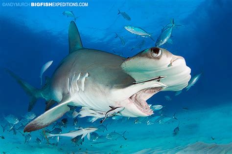 Diving With Great Hammerheads At Bimini Island In The Bahamas Swim
