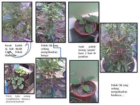 Artikel ini akan membincangkan cara pembuatan baja organik yang kompos mengandungi nutrien yang lengkap. Purple Dreamer's Blog: Hasil Tanaman Yang Menggunakan Baja ...