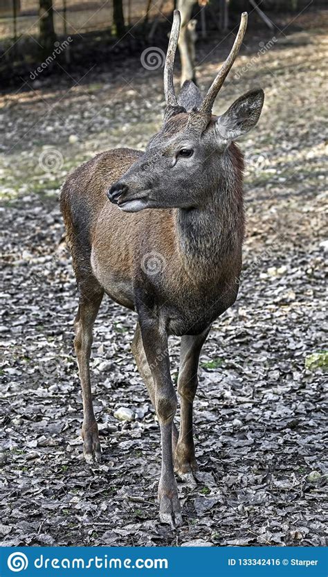 Young European Red Deer Male 1 Stock Photo Image Of Hoof Horn 133342416
