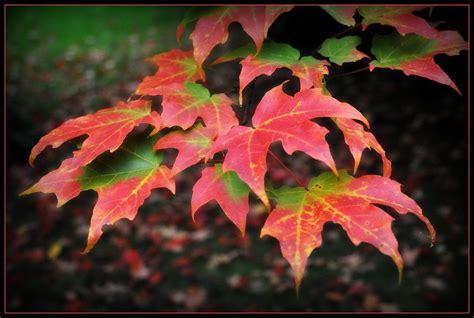 Maple Leaves In Canada Caribb Flickr