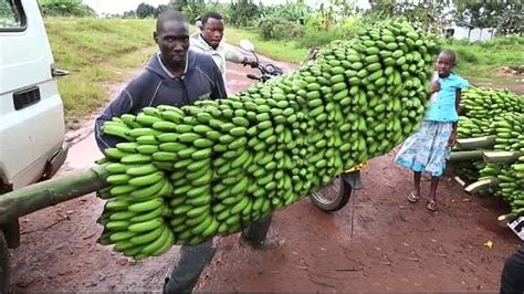 Amazing Organic Banana Growing Harvesting And Exporting Process Modern