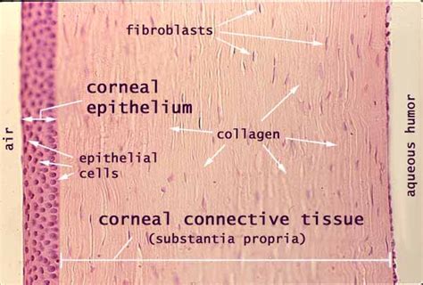 Corneal Epithelium Layers