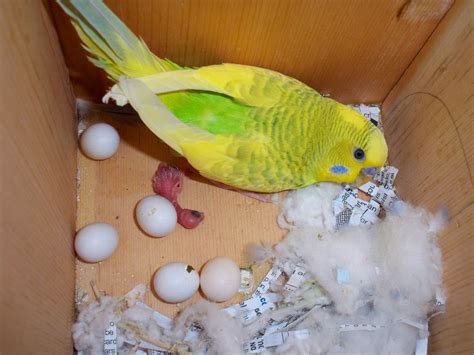 How To Raise A New Born Baby Parakeet Perfectly Baby Parakeets