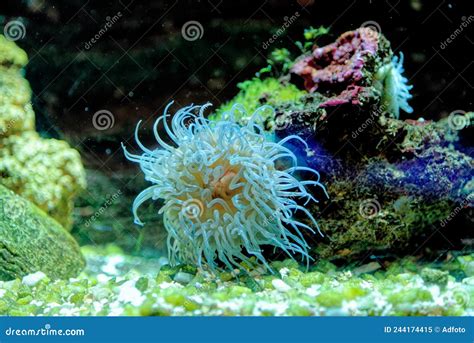 Beadlet Anemone Red Sea Anemone Stock Image Image Of Actiniidae
