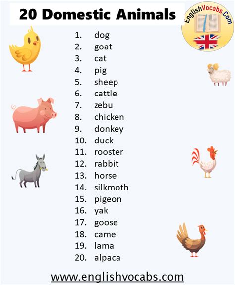 20 Domestic Animals Name English Vocabs
