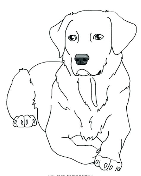 Yellow Lab Coloring Pages At Getdrawings Free Download