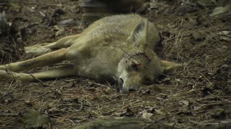 Daytime Coyote Hunting 101 S8e28 Youtube