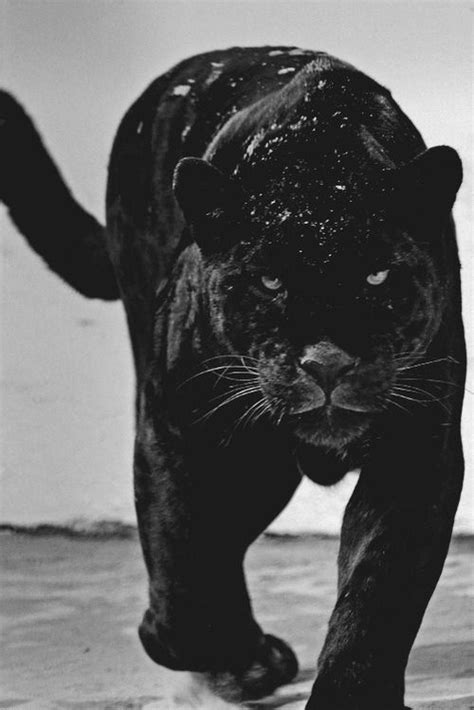 Black Panther Animal Hd Wallpaper Ndigo