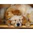 Sleeping Puppies Wallpaper  Free HD Puppy Downloads
