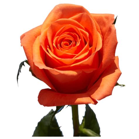 【sale／65off】 Orange Rose