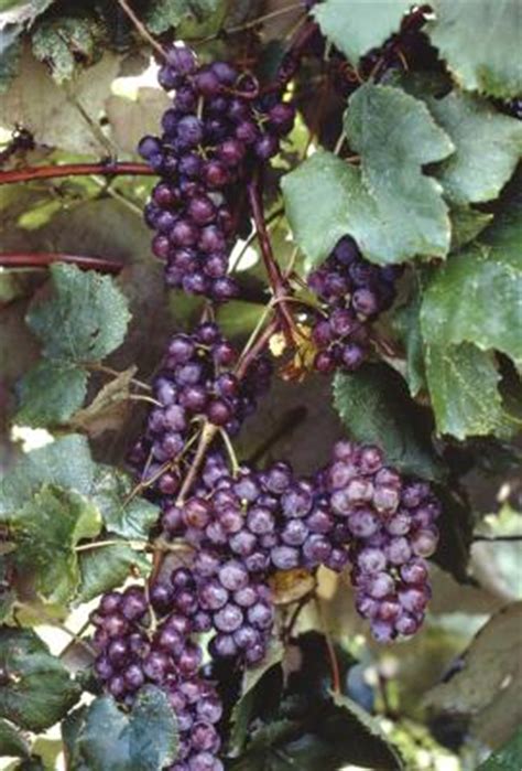 Water from the ground up: How to Grow a Black Corinth | Home Guides | SF Gate