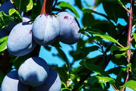 And when you aren't using them to produce fruit, they are excellent light sources for starting seedlings for your and like most fruit trees plenty of bright light is needed. How to Grow Plum Trees (Quick Tips) - Garden Gear Shop