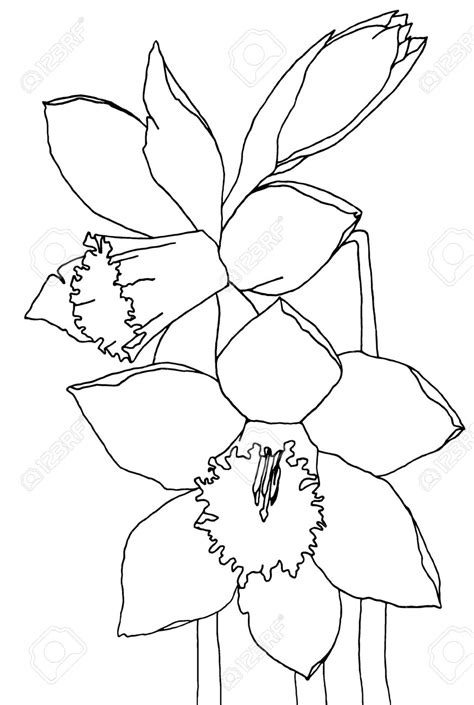 We did not find results for: Daffodil Line Drawing at GetDrawings | Free download