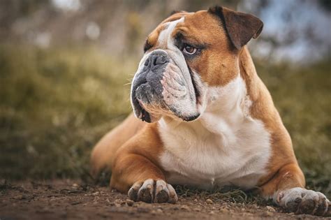Should Churchill Insurance Retire Bulldog Mascot