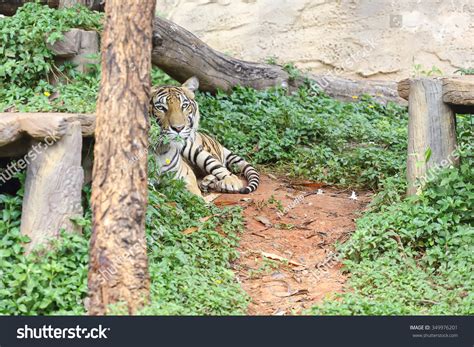 Scary Looking Male Royal Bengal Tiger Stock Photo 349976201 Shutterstock