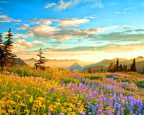 Sunset Mountain Wilderness France Spring Mountain Flowers Yellow Blue