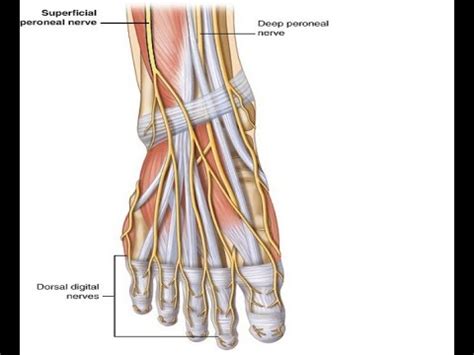 Two Minutes Of Anatomy Superficial Peroneal Nerve YouTube