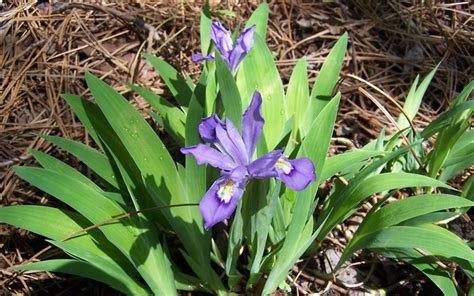 Dwarf Crested Iris Blue 1 Gallon Perennial Perennial Plants