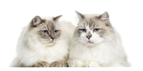 Everything You Need To Know About The Ragdoll Breed