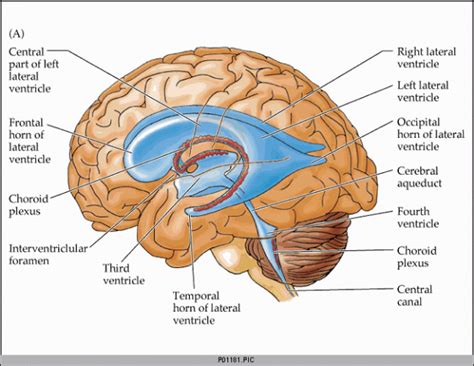 Ventricles Of The Brain Lateral View Mapasgmaes