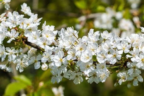 Hawthorn Trees With White Flowers In Spring Common English Hawthorn