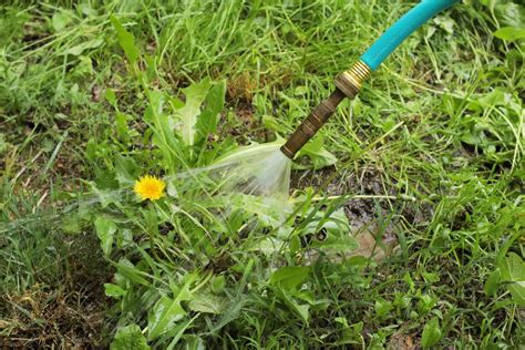 How To Remove Dandelions From Your Yard