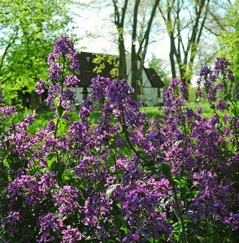 Flowering bushes trees and shrubs beautiful flower arrangements beautiful flowers mock orange shrub murraya paniculata night garden language of. Spring flowering bushes on the Islands | Ryan | Flickr