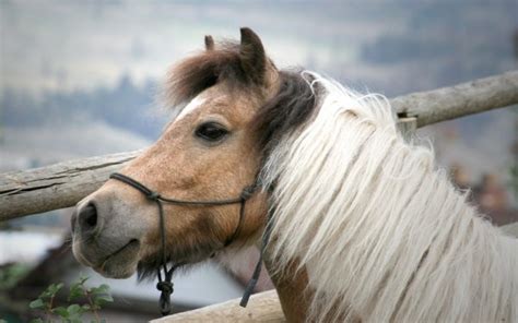 1600 Horse Hd Wallpapers Background Images Wallpaper