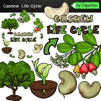 Cashew Nut Life Cycle Clipart By Clipartino Teachers Pay Teachers