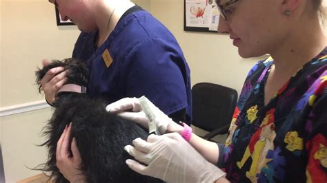 1000 mcg/ml injection (30ml vial). Skill 12 IM injection dog - YouTube