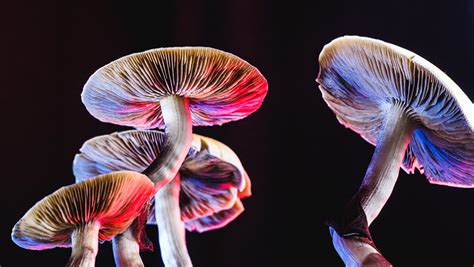 10 Facts About Magic Mushrooms Astounding Pursuits