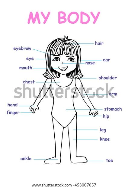 My Body Educational Info Graphic Chart Stock Vector Royalty Free