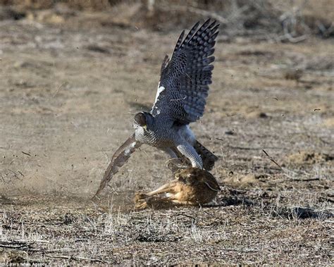 Rabbit Escapes A Goshawk At Central Valley In California Daily Mail