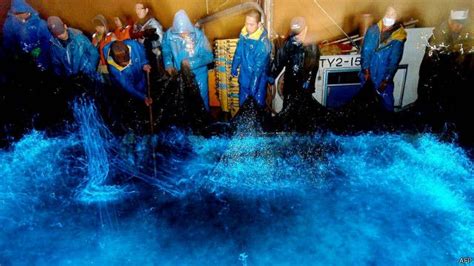 Gambar pemandangan alam laut yang indah ini dapat membawa ketenangan bagi orang. Cumi-cumi menyala yang misterius di Jepang - BBC News ...