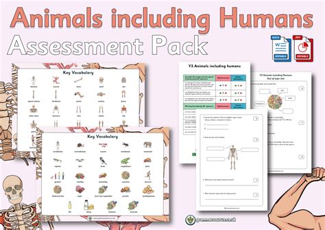 Year 3 Science Animals Including Humans Assessment Pack Grammarsaurus