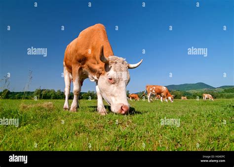 Cow Grazing In A Field On A Bright Sunny Day Stock Photo Alamy