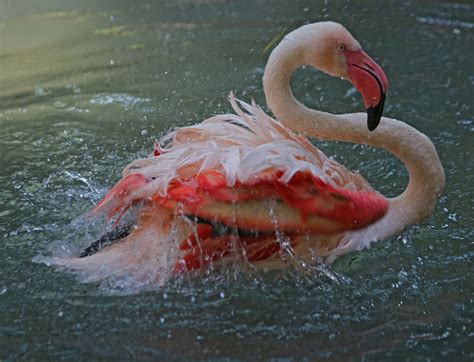 Pictures And Information On Greater Flamingo